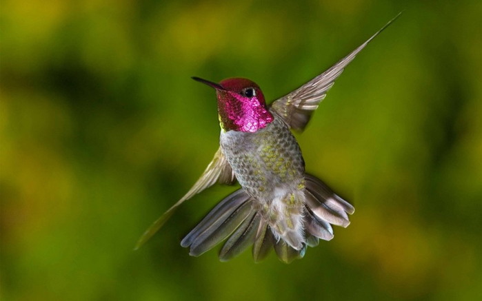 Photos-of-Hummingbird-07 (700x437, 211Kb)