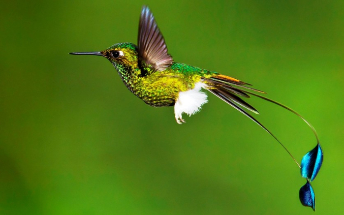 Photos-of-Hummingbird-09 (700x437, 227Kb)