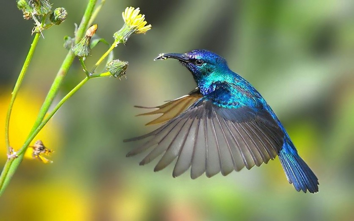 Photos-of-Hummingbird-11 (700x437, 252Kb)