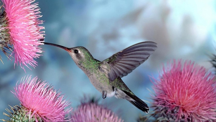Photos-of-Hummingbird-23 (700x393, 260Kb)