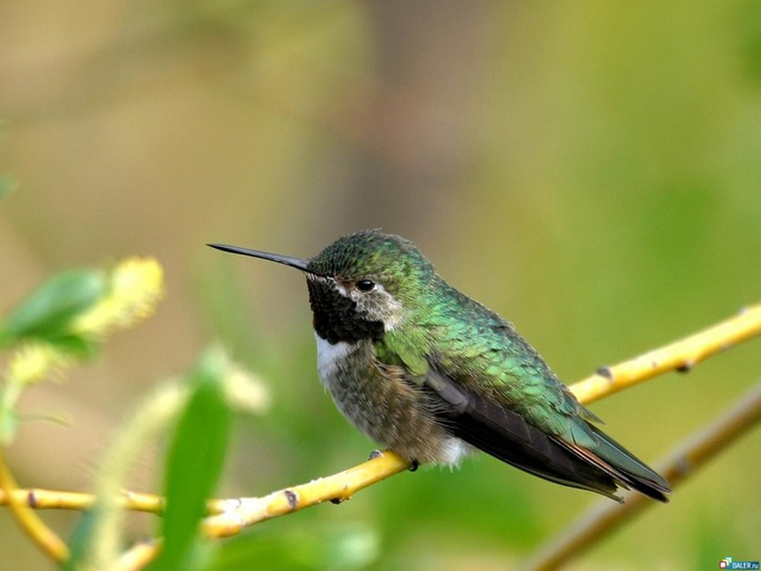 Photos-of-Hummingbird-25 (700x525, 274Kb)
