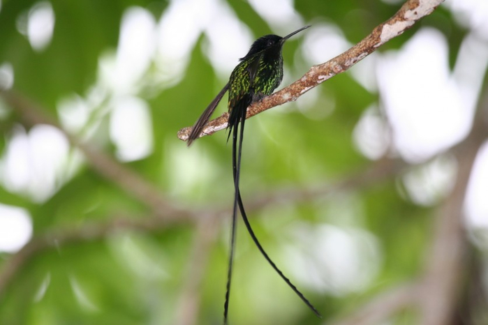 Photos-of-Hummingbird-27 (700x466, 223Kb)