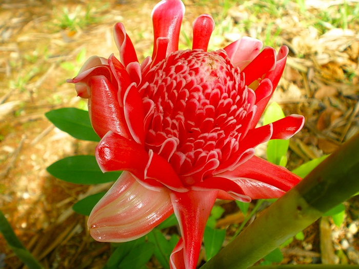 Etlingera Elatior Pink или Этлингера высокая (700x525, 455Kb)