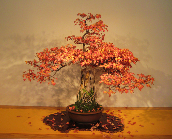 bonsai_19 (700x564, 548Kb)