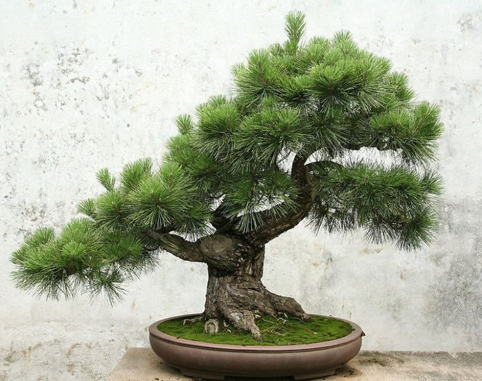 bonsai1 (700x553, 385Kb)