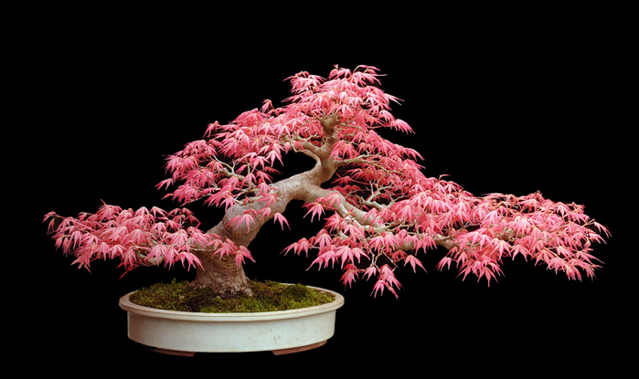 bonsai4 (700x415, 215Kb)