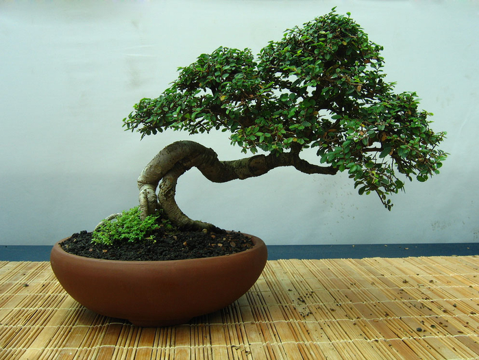 bonsai14 (700x526, 443Kb)