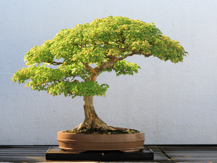 bonsai18 (700x525, 525Kb)