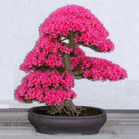 bonsai20 (562x562, 262Kb)