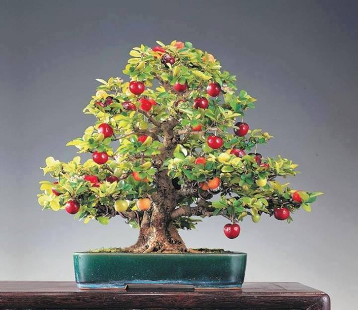 bonsai22 (700x606, 323Kb)
