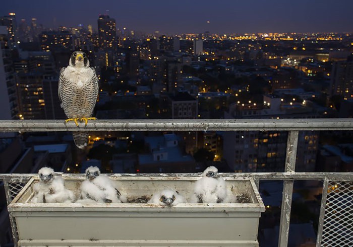 Мир заботливых птиц: 20 ярких фотографий родителей со своими птенцами