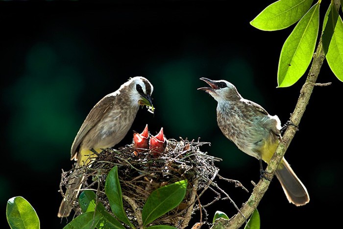 Мир заботливых птиц: 20 ярких фотографий родителей со своими птенцами