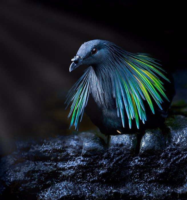 nicobar-pigeon-colorful-dodo-relative-9-2 (655x700, 436Kb)