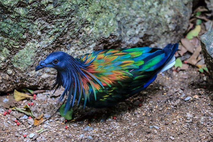 nicobar-pigeon-colorful-dodo-relative-5-1 (700x466, 478Kb)