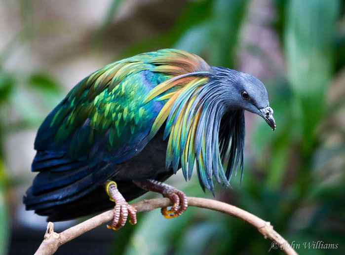nicobar-pigeon-colorful-dodo-relative-16-1 (700x517, 388Kb)