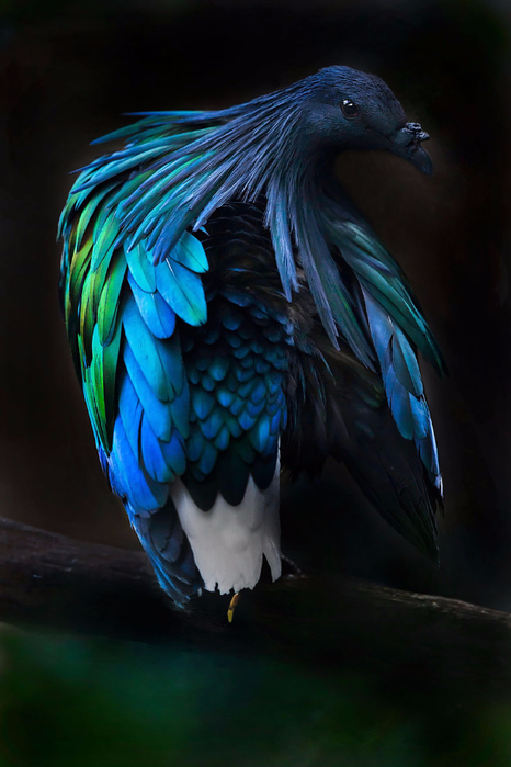 nicobar-pigeon-colorful-dodo-relative-36 (466x700, 296Kb)