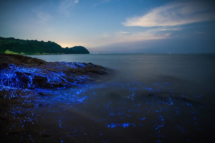 ФОТО: Волшебное свечение у берегов Японии - морские креветки-светлячки