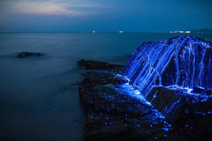 ФОТО: Волшебное свечение у берегов Японии - морские креветки-светлячки