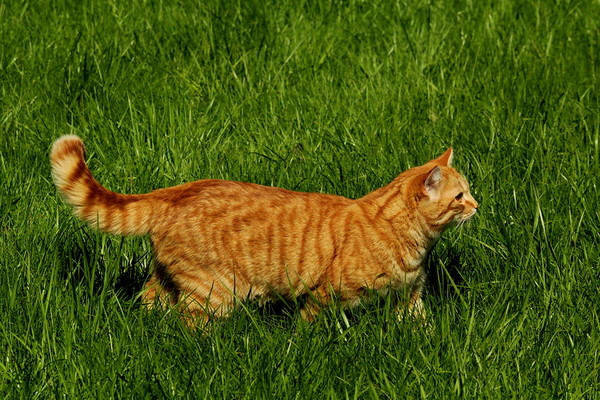 Тёмно-ярко-зелёная трава, рыжий полосатый кот на прогулке.