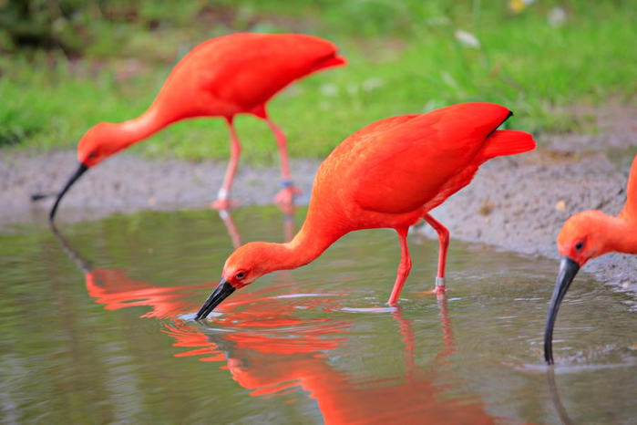 900-147662722-scarlet-ibis-drinking-water (700x466, 318Kb)