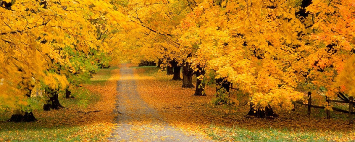 trees_park_autumn_leaves_yellow_t (800x380, 347Kb)