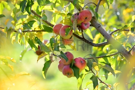 16713113-manzanas-rojas-listas-para-la-cosecha-durante-el-otono (450x300, 122Kb)