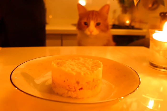 Японец приготовил для своего кота ужин в день рождения