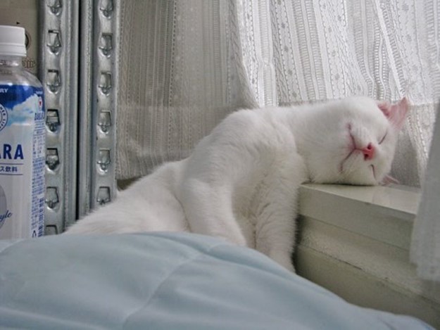 Баю бай, должны все кисы ночью спать   Фотографии забавно спящих кошек!