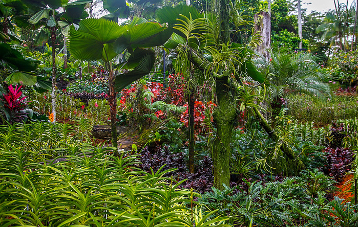 saIMG_28561-SINGAPORE-BOTANIC-GARDENS (700x444, 408Kb)