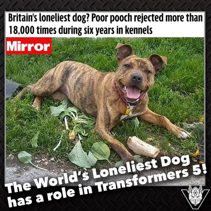 Как самая одинокая в мире собака получила роль в сиквеле фильма «Трансформеры»