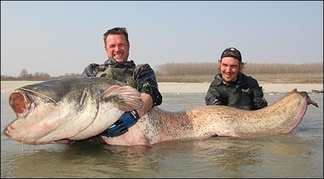 самый лучший клев сома самый лучший клев сома
