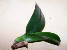 Как размножать орхидею фаленопсис 4 (230x173, 23Kb)