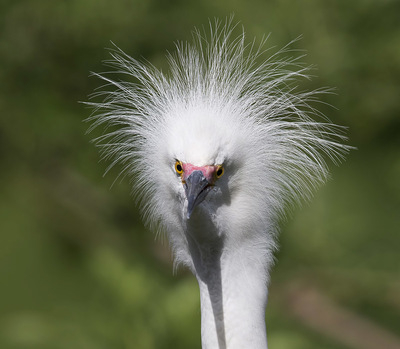 grande egret branco 
