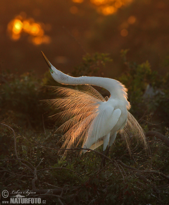 grande egret branco 