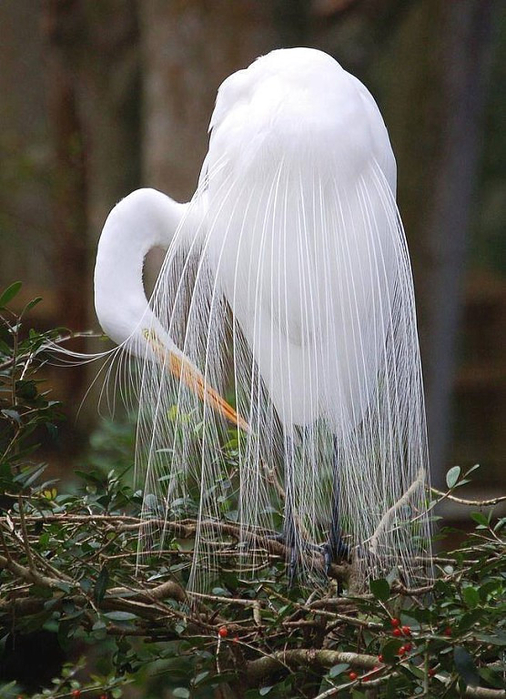 grande egret branco