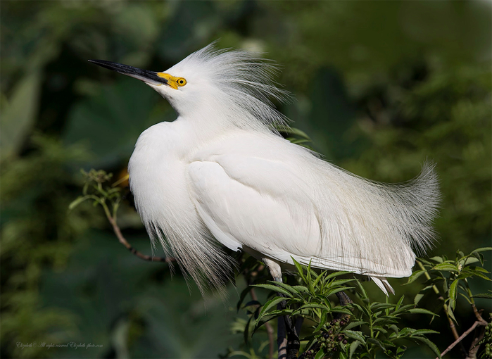 grande egret branco