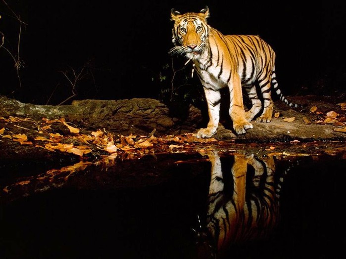 Бенгальские и амурские тигры