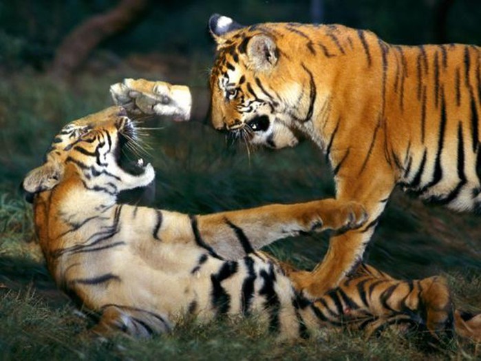 Бенгальские и амурские тигры
