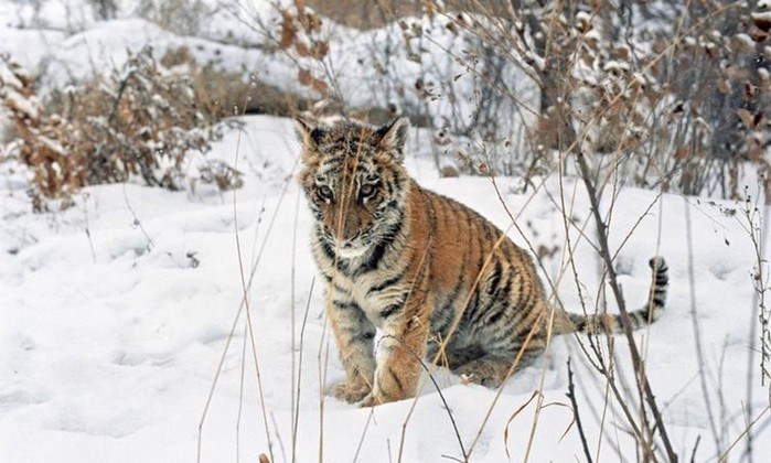 В Приморье спасают маленьких тигрят