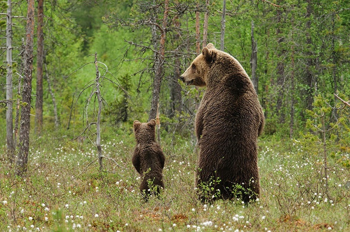 Медведь и медвежата украли детские завтраки