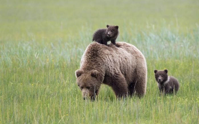 Медведь и медвежата украли детские завтраки