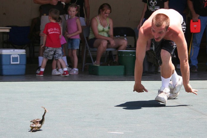 Веселые соревнования прыгающих лягушек в Калифорнии