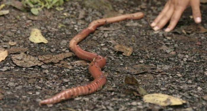 Гигантские червяки из Южной Америки (фото и видео)