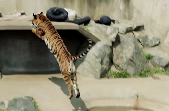 Как хищники делают модные джинсы в японском зоопарке