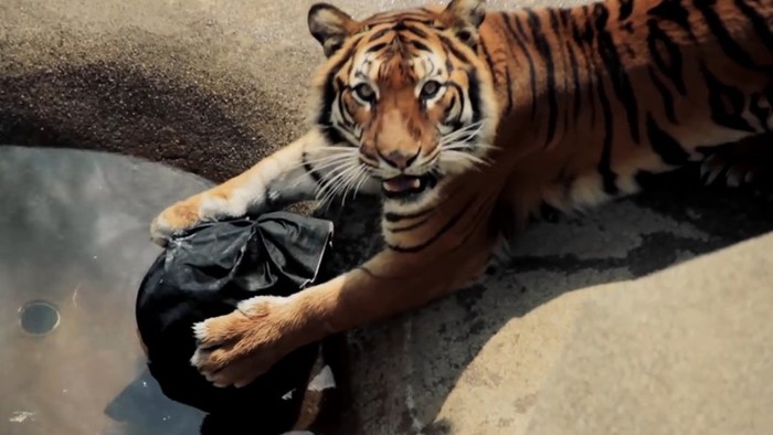 Как хищники делают модные джинсы в японском зоопарке
