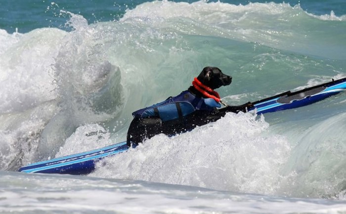 Соревнования по серфингу среди собак в Калифорнии