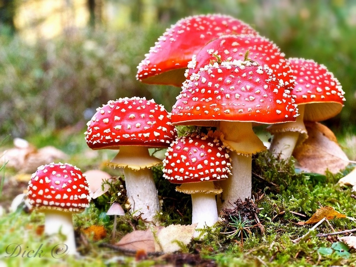 fly-agaric-oil.jpg (700x525, 681Kb)