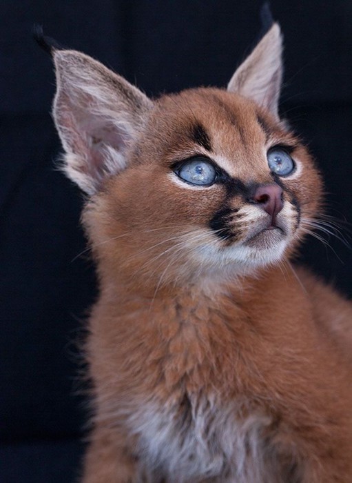 Детеныши каракала: самые милые котята на планете. Если не считать бархатных кошек!