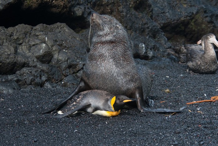 Содом и Гоморра в животном мире: видео, как морской котик насилует пингвинов