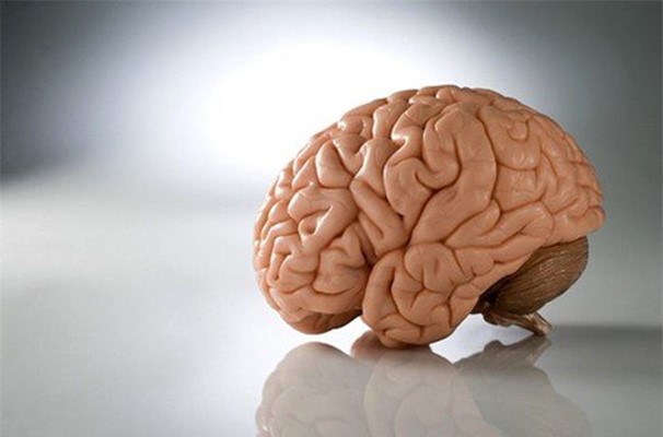 Вся правда о том, как устроен человеческий мозг